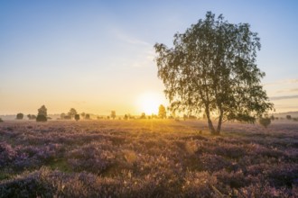 Heath landscape, flowering common heather (Calluna vulgaris), birch (Betula), backlit at sunrise,