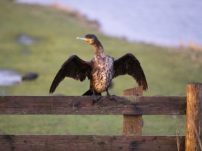 Great Cormorant (Phalacrocorax carbo), immature, sitting on wooden fence, drying its wings, island