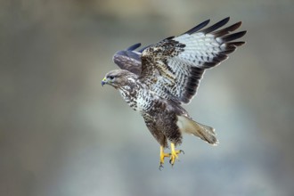 Buzzard takes off for flight, sideways, one, individual, (Buteo buteo), Baden-Württemberg, Federal