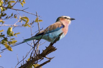 Africa, Botswana, Fork-tailed Roller, Coracias caudatus, Botswana, Africa