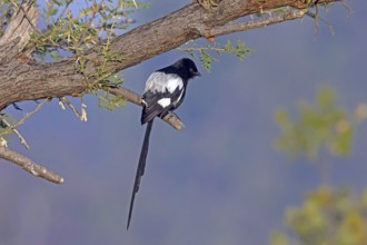 Africa, Botswana, magpie, magpie shrike, Corvinella melanoleuca, Botswana, Botswana, Africa