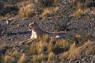 Cougar (Felis concolor patagonica) wbl. Torres del Paine NP, Chile, Torres del Paine NP, South