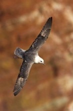 Fulmar, (Fulmarus glacialis), Heligoland, island of Heligoland, Schleswig-Holstein, Federal