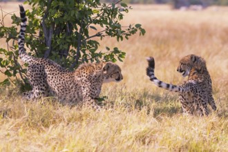 Africa, Botswana, cheetah, Acinonyx jubatus, Botswana, Botswana, Africa