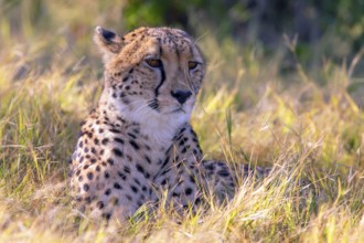 Africa, Botswana, cheetah, Acinonyx jubatus, Botswana, Botswana, Africa