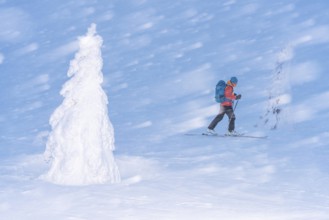 Skiers in the snow, Dundret Nature Reserve, Gällivare, Norrbotten, Lapland, Sweden, Sweden,