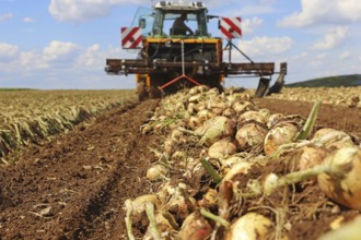 Farmer Markus Frank from Frankenthal during the agricultural onion harvest (onion harvesting)