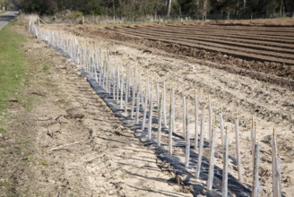 Plastic protective tubes cover new hedgerow hawthorn plants growing on the edge of a field,