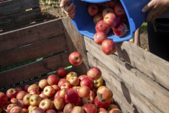 Apple harvest in Meckenheim/Pfalz. Harvest workers from Bleichhof in Meckenheim harvesting Weirouge