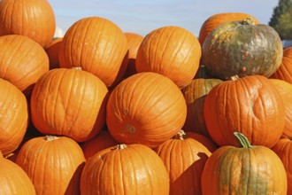 Autumn, the pumpkin season has begun. Sale of pumpkins in a field near Ludwigshafen,