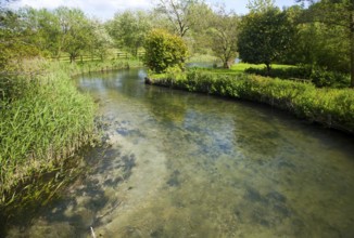 Clear water of meandering River Kennett chalk stream at Axford, Wiltshire, England, United Kingdom,