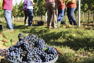 Grape grape harvest: Hand-picking Pinot Noir grapes in a vineyard in the Palatinate