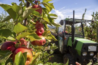 Apple harvest in Meckenheim/Pfalz. Harvest workers from Bleichhof in Meckenheim harvesting Weirouge