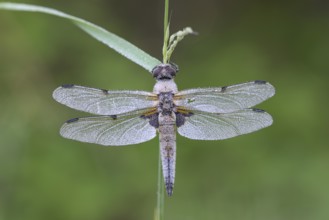 Four-spotted chaser (Libellula quadrimaculata), resting, in a meadow, with dewdrops, morning,