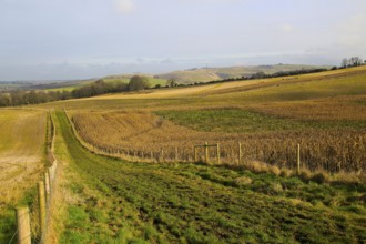 Chalk landscape view to Lansdowne monument, Cherhill, North Wessex Downs, Wiltshire, England, UK