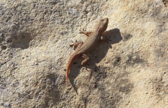 Mediterranean house gecko, Hemidactylus turcicu, island of Gozo, Malta, Europe