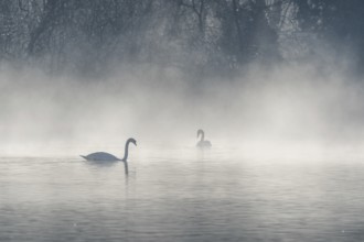 Mute swan (Cygnus olor) silhouette in the morning mist on the water of a lake. Bas-Rhin, Alsace,