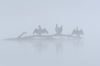 Great cormorant (Phalacrocorax carbo) perched on a branch drying the wings, Bas-Rhin, Alsace, Grand