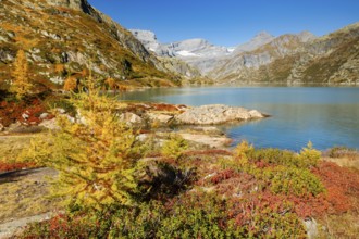 Autumn colours at Lac d'Emosson in the Valais mountains, Switzerland, Europe