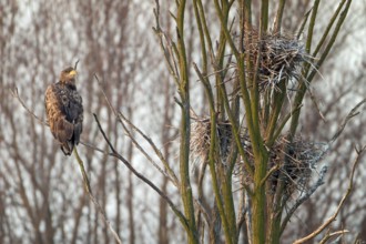 White-tailed eagle (Haliaeetus albicilla) Bird of prey, foraging in a cormorant colony, nest,