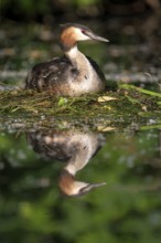 HHooded grebe (Podiceps cristatus), adult bird and chicks at the nest, with reflection,