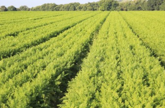 Field with rows of carrots in lines Shottisham, Suffolk, England, UK