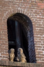 Eurasian eagle-owl (Bubo bubo), fledglings, in an old window of the Malakow tower, industrial