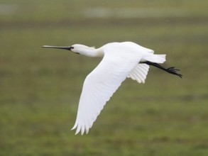 Spoonbill (Platalea leucorodia), in flight over a meadow, in the rain, Texel, Holland, The