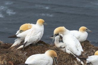 Breeding gannets (Morus bassanus) colony on the red sandstone cliffs of the offshore island of