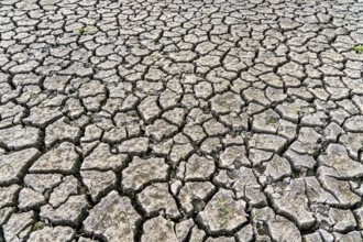 Dry ground, cracked, dried-up riverbed, in a branch of the Rhine, near Duisburg