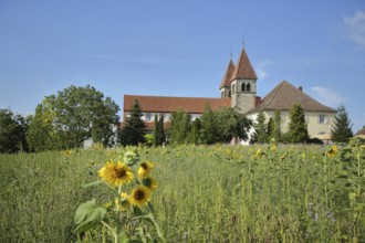 UNESCO Carolingian St Peter and Paul Church, sunflowers, flower field, flower meadow, Niederzell,