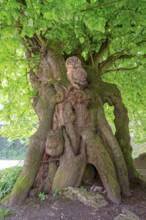 Court lime tree with tawny owl below Schaumburg Castle Rinteln Germany