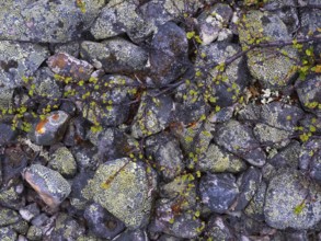 Stones, forming ancient, tidal shoreline, covered in lichen, and Dwarf Birch (Betula nana),