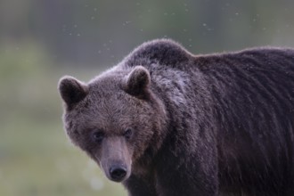 Brown bear (Ursus arctos) in the Finnish taiga, Kuusamo, Finland, Europe