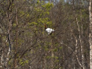 Willow ptarmigan (Lagopus lagopus) male, in summer plumage, perched in a Hairy Birch tree, (Betula