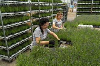 Horticultural business, lavender plants, in flower pots, outdoors, are packed to make them ready