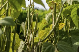 Agriculture, bush beans, growing in a field