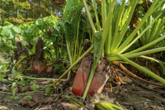 Agriculture, fodder beet, beetroot, Beta vulgaris subsp, growing in a field