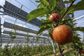 Agri-photovoltaic test plant, an apple tree plantation with two different systems of PV modules was