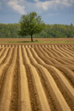 Field, acre, with freshly laid potatoes, potato ridges, near Rommerskirchen, North