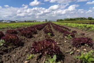 Agriculture, lettuce growing in a field, Lollo Bionda and Lollo Rossa, in long rows of plants,