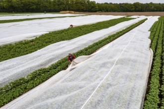 Potato field, fleece cover is removed, the fleece is intended to protect against weather