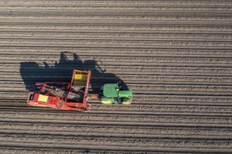 Potato harvesting, so-called split harvesting method, first the tubers are taken out of the ground