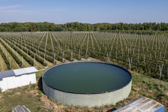 Fruit growing, berry crops, rainwater tank for plant irrigation, Germany, Europe