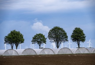 Agriculture, large areas with foil tunnels, for growing strawberries, south of Lövenich, belongs to