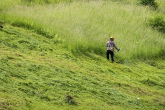 Landscape maintenance, high grass, cutting at a business, gardener, landscape maintenance, cutting