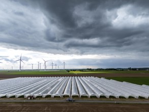 Agriculture, large areas with foil tunnel, for the cultivation of strawberries, freshly cultivated