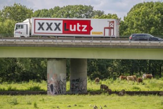 Lorry on the A40 motorway, bridge over the Ruhr and Styrumer Ruhrauen, herd of cattle, dairy cows