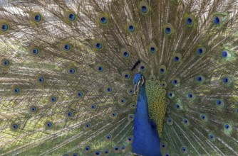 Indian peafowl (Pavo cristatus), Mount Filerimos, Rhodes, Dodecanese, Greek island, Greece, Europe