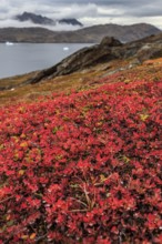 Autumn coloured tundra at fjord in front of mountains, blueberries, Tasiilaq, East Greenland,